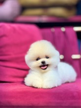 Pomeranian-İstanbulTedy Boo ..