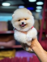 Pomeranian-İstanbulBoo bebekler ..