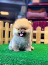 Pomeranian-İstanbulSatılık Pomerania..