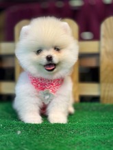 Pomeranian-İstanbulSatılık Boo ..