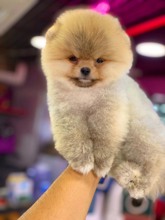 Pomeranian-İstanbulEn küçük boy Pome..