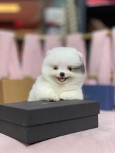 Pomeranian-İstanbulMini boy Boo ..