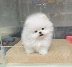 Pomeranian-İstanbulPomeranian Boo ya..