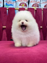 Pomeranian-İstanbulAres ..