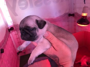 Pug-İstanbul-box-27288