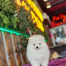 Pomeranian-İstanbulKAR BEYAZ POMERAN..