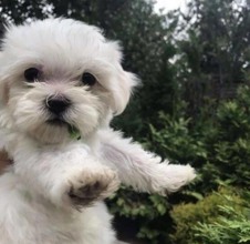 Terrier Maltese-İstanbulOEJİNAL MALTESE B..