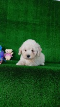 Maltipoo-İstanbulSHOW YAVRULAR ..