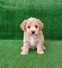 Maltipoo-İstanbulSHOW KALİTE BEBEK..