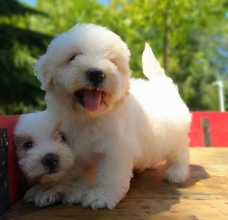 Terrier Maltese-İstanbulORGİNAL MALTESSE ..