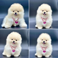 Pomeranian-İstanbulDAHA İYİSİ ŞAMDA ..