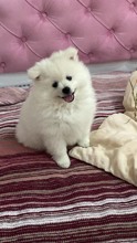 Pomeranian-İstanbulküçük ogluma yuva..