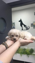 Terrier Maltese-İstanbul3 aylık maltese t..