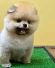 Pomeranian-İstanbulOrjinal ayi surat..