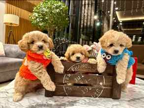 Maltipoo-İstanbulF1 maltipoo..