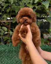 Toy poodle ...