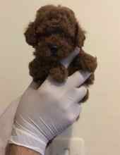 Kore micro poodle...