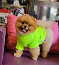 Pomeranian-İstanbulOrjinal ayi surat..