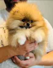 Pomeranian-İstanbulOrjinal pedigreel..