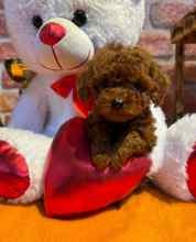 Poodle Toy-İstanbul-box-138