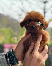 Poodle Toy-İstanbulRed brown poodle ..