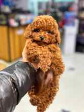 Poodle Toy-İstanbulKore den ithal ..