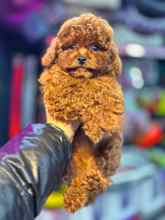 Poodle Toy-İstanbulOrjinal toy ..