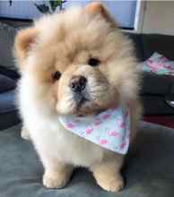 Chow chow ..