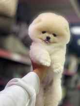 Pomeranian-İstanbulOrjinal ayi surat..