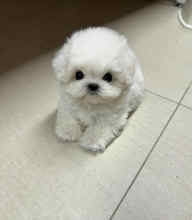 Micro poodle kore..