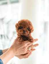 Poodle Toy-İstanbulOrjinal micro kor..