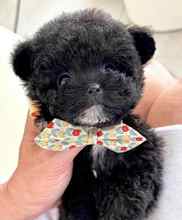 Poodle Toy-İstanbulOrjjnal micro sil..