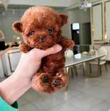Poodle Toy-İstanbul-box-185