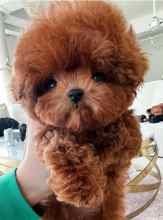 Poodle Toy-İstanbulMicro konsept poo..