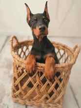 Doberman-İstanbul-box-213