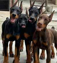 Doberman-İstanbulEn iyisi..