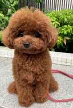 Poodle Toy-İstanbulEn sevimli bebekl..