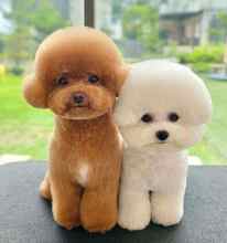 -İstanbulToy poodle orjina..