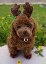 Toy poodle ...