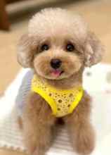 Poodle Toy-İstanbulSahibinden toy po..