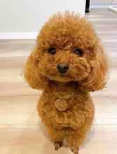 Poodle Toy-İstanbulMuhtesem kore kan..