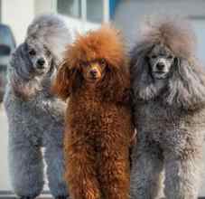 Poodle Toy-İstanbulEn iyisi kore kan..