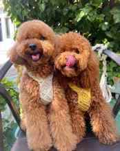 Poodle Toy-İstanbulHer renkte poodle..