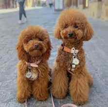 Poodle Toy-İstanbulRed brown kore ka..