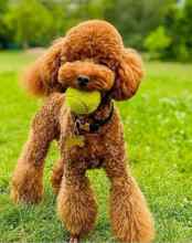 Poodle Toy-İstanbulKore kan kilo gar..