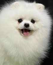 Pomeranian-İstanbulSatilik yavru boo..