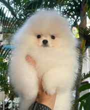 Pomeranian-İstanbulYavru kopek boo y..