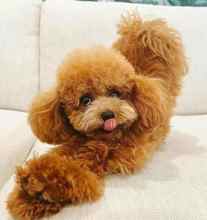 Poodle Toy-İstanbulSatilik poodle or..