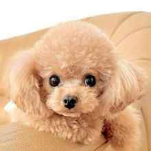 Poodle Toy-İstanbulSatilik poodle ..