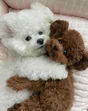 Poodle Toy-İstanbulSatilik poodle ko..